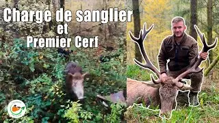 Charge de sanglier et tir d'un premier Cerf