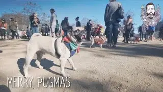 LA Pug Meetup Holiday Special | Merry Pugmas