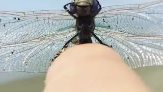 A joyful dragonfly washing herself in the sun