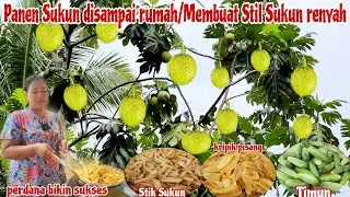 PANEN SUKUN & TIMUN DI KEBUN SAMPING RUMAH HASILNYA DIBAGI