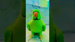 Talking parrot video😱 #viralvideo #shorts #trending #talkingparrot #viralshorts #shortvideo #funny