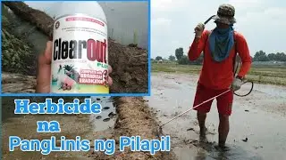 Mag spray na lang ng herbicide para hindi na maghawan ng Pilapil+paglalagay ng calcium sa punla