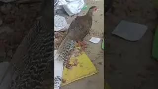 Silver Pheasant patha 😱😱😮😮😍😍🇵🇰🇵🇰🥰🥰✅✅