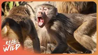 Exploring the Strangest Behaviors Ever Seen in Nature