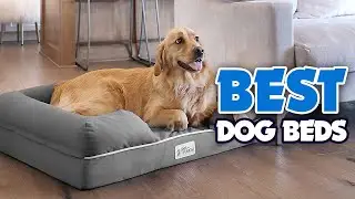 🐶 The Best Dog Beds - Exclusive Products Reviewed!