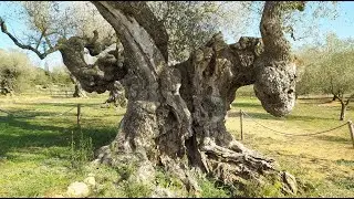 La Jana &ndash; Castell&oacute;/Castell&oacute;n (Espa&ntilde;a)