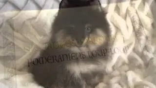 www.elevagekacharel.com Male Pomeranien Noir & Tan (Dobi) Grande Qualit&eacute;