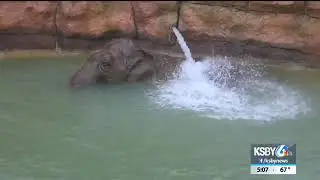 Santa Barbara Zoo elephant dies at age 48