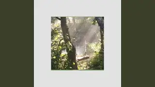Echoes in the Canopy