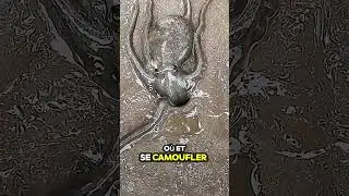 Le camouflage incroyable des pieuvres : un ma&icirc;tre de la dissimulation ! 🐙✨ #pieuvre #camouflage #mer