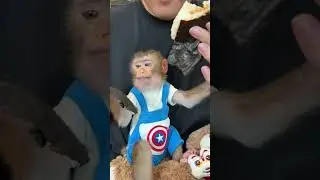 BiBi only wants the seaweed | Curious Monkey Family's Daily