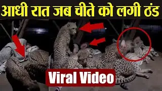 IFS Parveen Kaswan का चीते वाला VIRAL Video, आधी रात जब चीते को लगी ठंड MUST WATCH | Boldsky