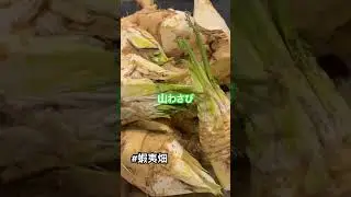 🏠✨自宅の台所にて✨🏠収穫した山わさびたちを並べてみたら&hellip;**40cm級の極太がズラリ！！**😳🌿🌿 #山わさび収穫 #40cm級 #極太山わさび#蝦夷畑 #収穫の喜び #台所映え