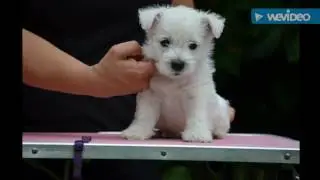 2 months - 6 months | Max the westie