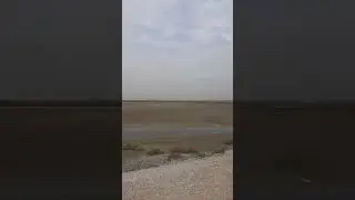 Beautiful migratory birds arrive in the lagoon of Thessaloniki #asmr, #migratorybirds, #naturelovers