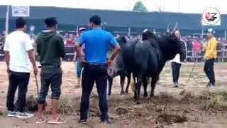 Bria vs pring dodo
