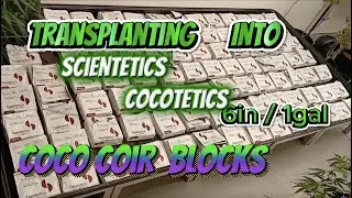 Transplanting Cannabis to Coco Blocks - Scientetics 6in Cocotetics: Advanced Cannabis Cultivation