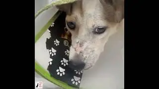 VIETNAM: OUR RESCUE GIRL HANNAH STILL IN HOSPITAL