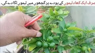 Best fertilizer for lemon plant|How to get maximum fruiting on lemon plant