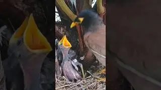 Loving Myna Mom Feeding Crying Babies baby Myna Birds Hungry (p5) #viral #trending #shorts