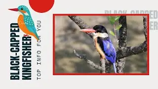 Black-capped Kingfisher facts 🦜 distributed in tropical Asia l India China, Korea Southeast Asia