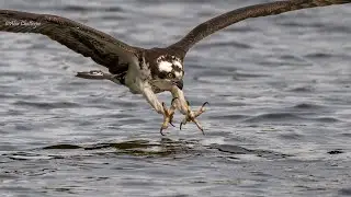 #osprey catching fish