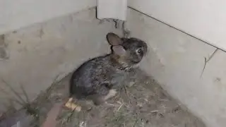 my pets went outside for the last time today and Lilly found a baby rabbit. #2