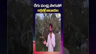 Nalanda Youth Earns Lakhs from Grape Farming!