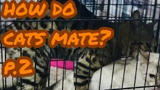 Bengal Cats Breeding