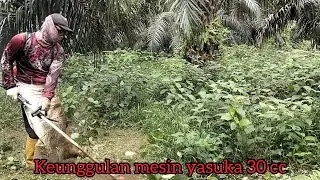 #potong rumput di kebun sawit, #mesin, #rumput