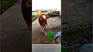 dank memes vine compilation #funny #shorts #memes #unusual #ranking