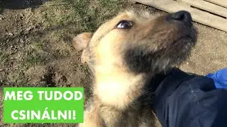 8 TIPP a sikeres örökbefogadáshoz!