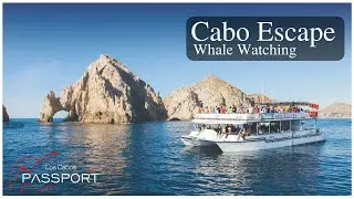 Cabo Escape Whale Watching by Los Cabos Passport