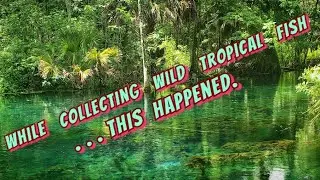 Exploring & Collecting at Silver Springs, Florida - Fish, Manatees, Owls, Alligators & Monkeys?