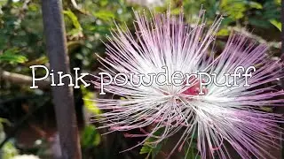 pink Powderpuff