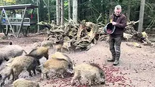 Kastanienf&uuml;tterung im Wildtierpark Mehlmeisel