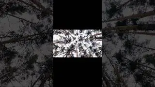 FOREST🌲 RELAXATION FOR MIND #relaxationsounds #deepsleep #relaxingmusic #relaxing #forest