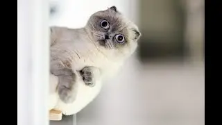 BEST CAT FAILS COMPILATION OF 2021# funny cat #