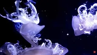 Jellyfish Aquarium | Deep Sleep Ambient Music | Relaxing Screensaver [10 Hours]