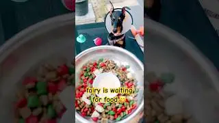 Fairy practices waiting for food. good girl!! 😋 #doberman #dobermanlove #dobermandogfunnyvideos