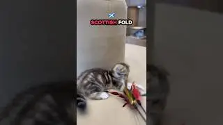 Scottish fold #petstation #cat #petcenter #pets #petshub #kitten #bestpetsupplies #petcareprovider