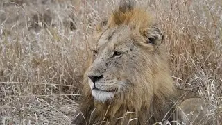 Is the Orpen Lion Coalition in Trouble? On the Beat in the Manyeleti #102