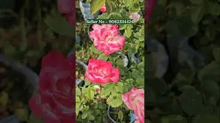 Beautiful Rose plant nursery kolkata online sale Horticulture king kolkata