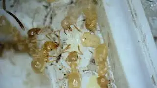 Naked Pupa