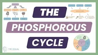 The Phosphorous Cycle | AP Environmental Science Unit 1 Review