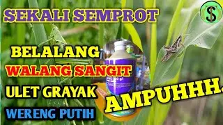 RACUN BELALANG PALING AMPUH