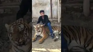 Biggest tiger with me 😻😱🐯|Mian Azhar lion|