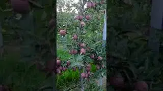 red velox and gala apples from Kashmir