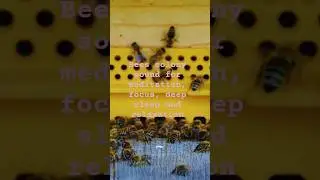 Bees colony sounds for relaxation, meditation #beetherapy #beekind #beeculture #beelife #beefriendly