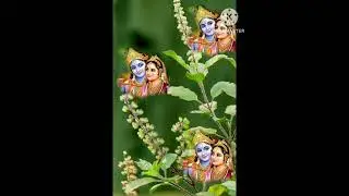 ☘️🍀तुलसा  महारानी का वहुत सुंदर भजन 🌷🪻 कान्हा  छुप छुप करे ईशारे  तुलसा आऐ जाओ पास हमारे🌹🥀